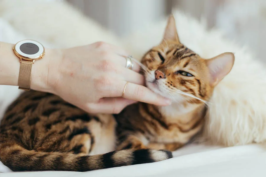 Pet Fur Remover Glove