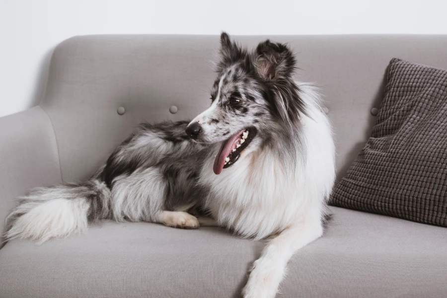 Pet Fur Remover Glove